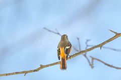 DSC_1018-強化-NR