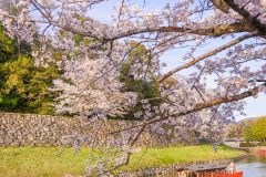 DSC_1460-強化-NR
