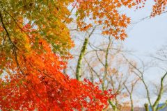 DSC_9821-強化-NR